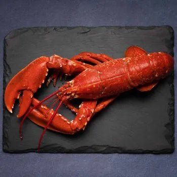 Native Scottish Lobster Cooked