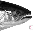 Game Fish from Aberdeenshire Larder